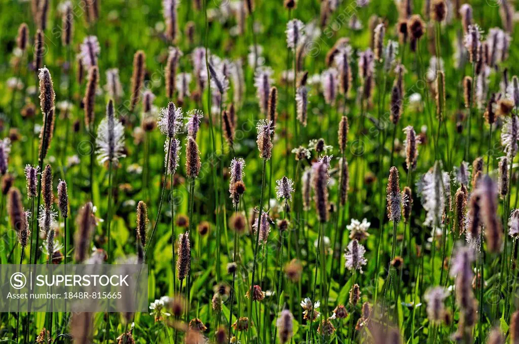 Ribwort Plantain (Plantago lanceolata), flowering, Middle Franconia, Bavaria, Germany