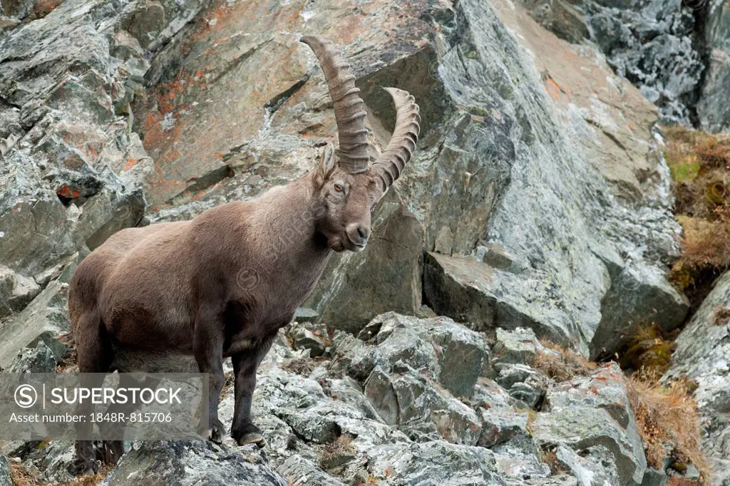 Alpine Ibex (Capra ibex) standing on a cliff face, Tyrol, Austria