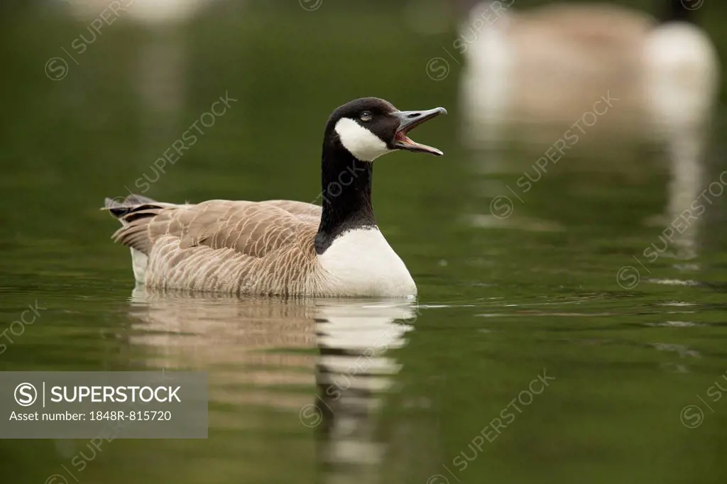 Canada Goose (Branta canadensis), North Rhine-Westphalia, Germany