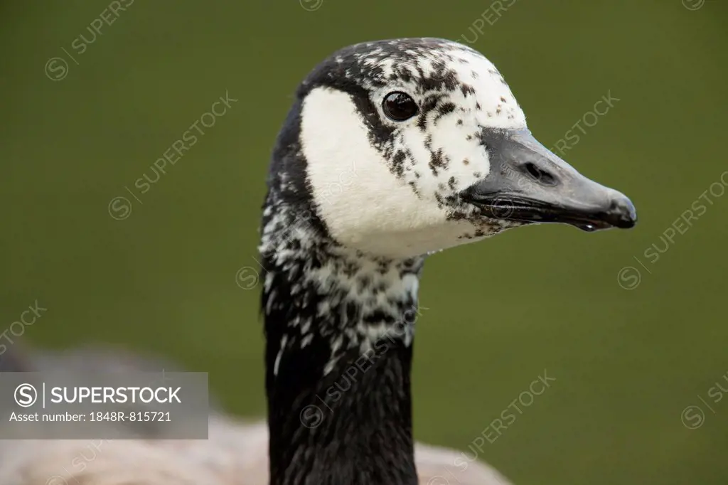 Canada Goose (Branta canadensis), plumage markings suggest it could possibly be a hybrid, North Rhine-Westphalia, Germany