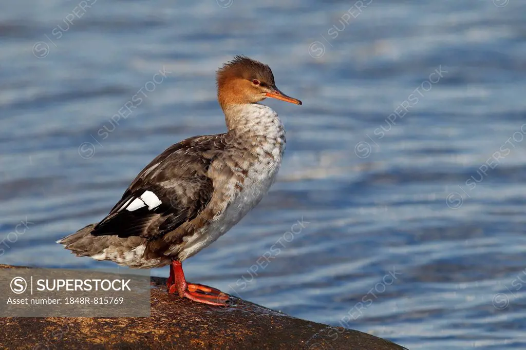 Red-breasted Merganser (Mergus serrator), female standing on a stone at the water, Fehmarn Island, Schleswig-Holstein, Germany