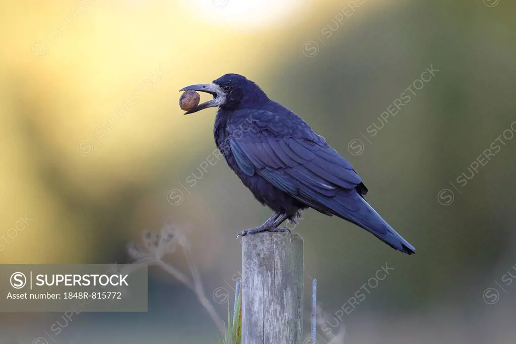 Rook (Corvus frugilegus) with walnut in its beak, perched on a fence post, Fehmarn Island, Schleswig-Holstein, Germany