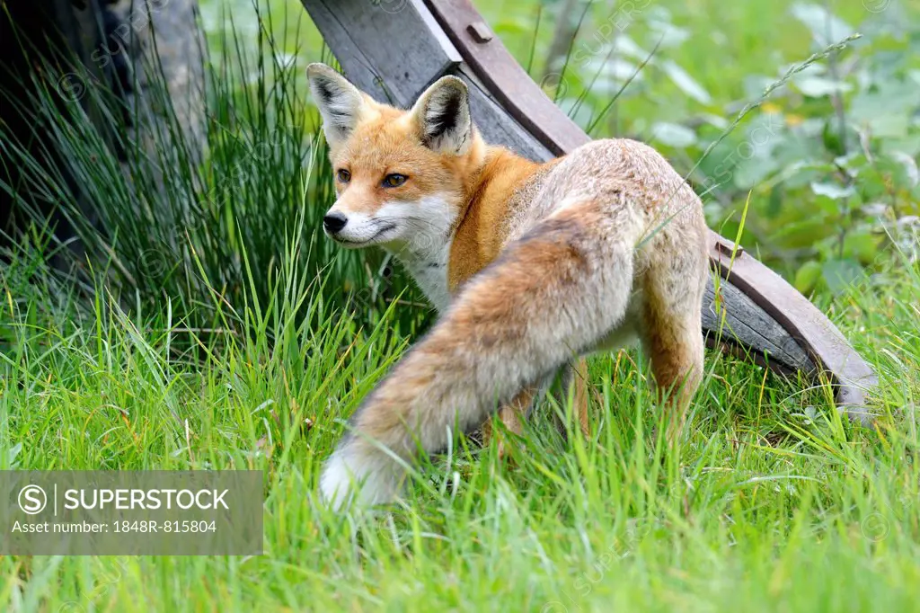 Red Fox (Vulpes vulpes), Canton of Zurich, Switzerland