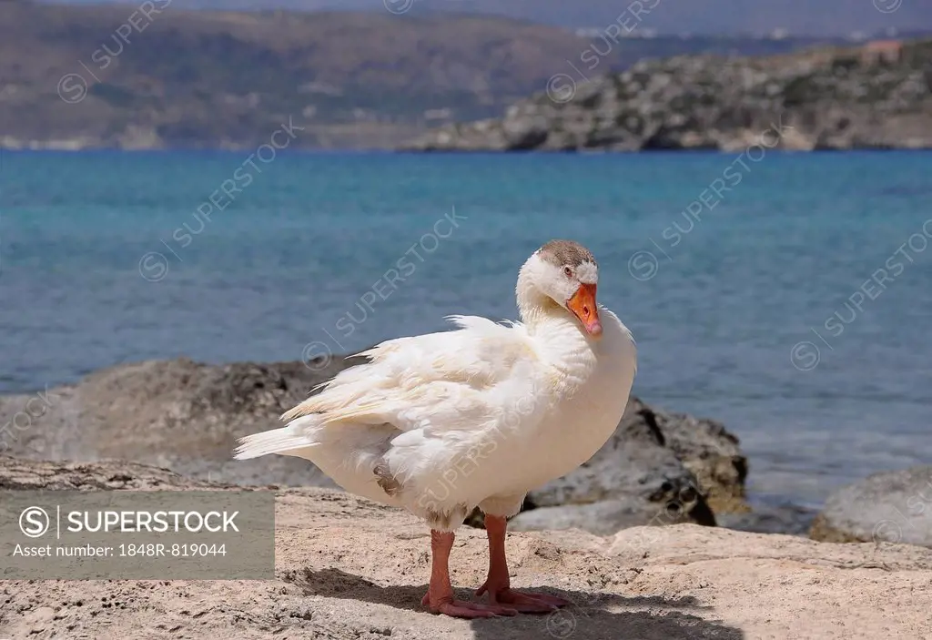 Goose (Anserinae) standing on the seashore, Georgioupolis, Crete, Greece