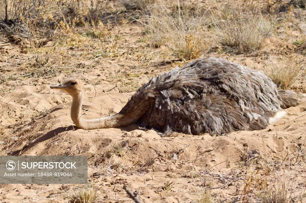 Ostrich or Common Ostrich (Struthio camelus), female, incubating eggs, Etosha National Park, Namibia