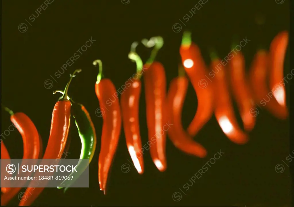One green chili pepper between several red chili peppers