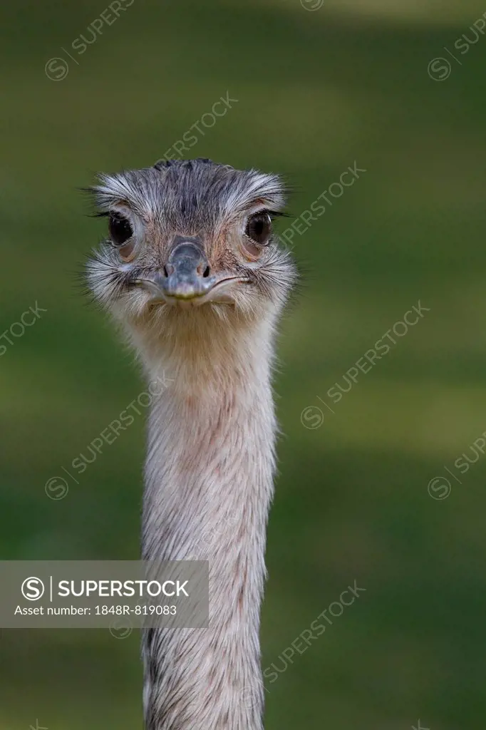 African Ostrich (Struthio camelus), head