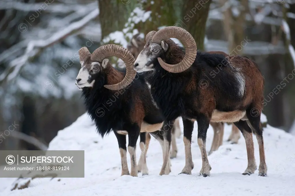 European mouflon (Ovis ammon musimon), two rams standing in snow, captive, Saxony, Germany