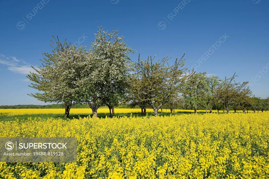 Blossoming fruit trees at a rapeseed field (Brassica napus) in flower, Thuringia, Germany