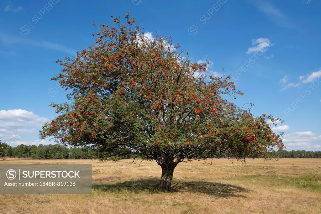 Mountain Ash or Rowan (Sorbus aucuparia) with red fruits, Schneverdingen, Lower Saxony, Germany