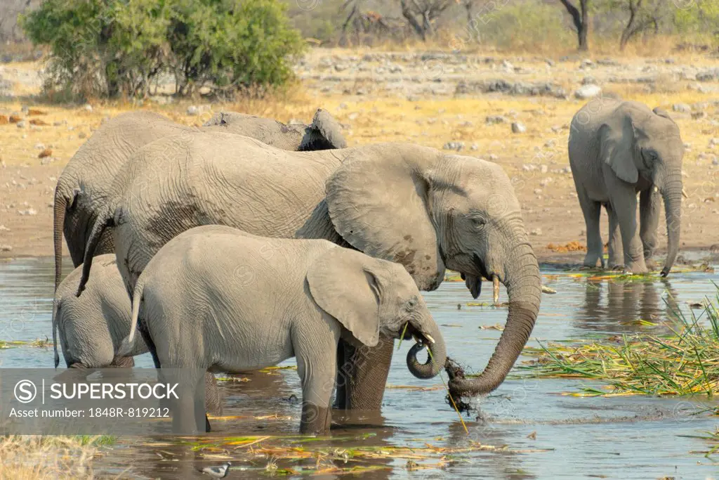 Herd of elephants standing in the water drinking, African Elephants (Loxodonta africana), Koinachas waterhole, Etosha National Park, Namibia