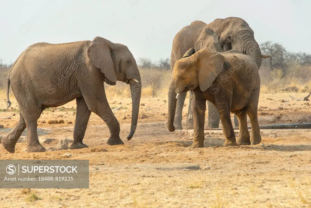 African Elephant (Loxodonta africana), Elephants at the water hole, Tsumcor water hole, Etosha National Park, Namibia