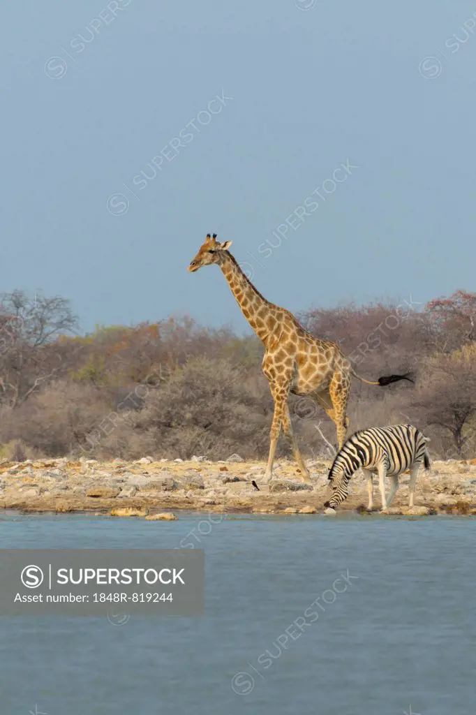 Giraffe and Zebras at a waterhole, Giraffe (Giraffa camelopardis) and Burchell's Zebra (Equus quagga burchellii), Klein Namutoni waterhole, Etosha Nat...
