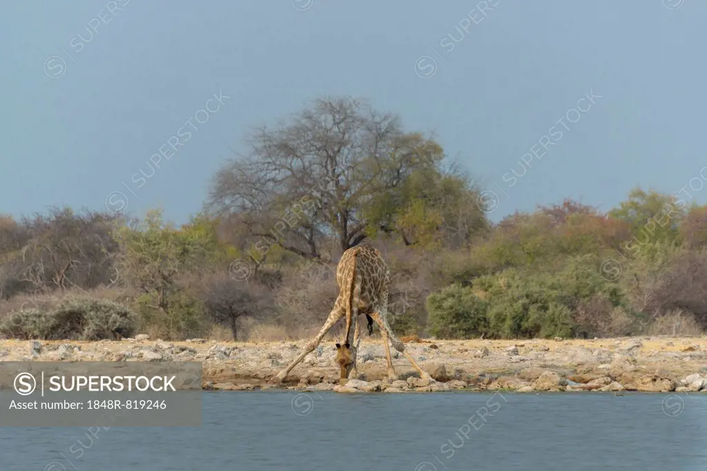 Giraffe (Giraffa camelopardis) drinking at the Klein Namutoni waterhole, Etosha National Park, Namibia