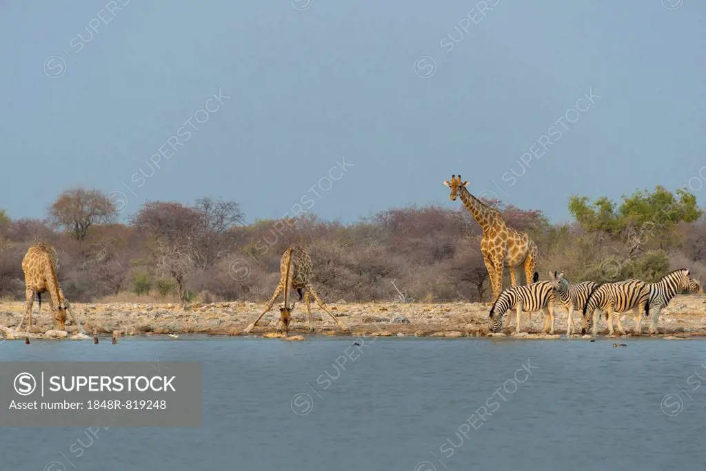 Giraffes and zebras at the waterhole, Giraffe (Giraffa camelopardis) and Burchell's Zebra (Equus quagga burchellii), Klein Namutoni waterhole, Etosha ...