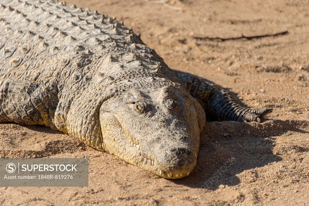 Nile Crocodile (Crocodylus niloticus), crocodile farm, Otjiwarongo, Namibia