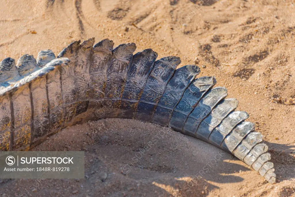 Tail of a Nile Crocodile (Crocodylus niloticus), crocodile farm, Otjiwarongo, Namibia