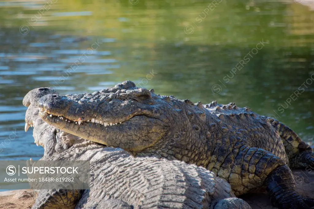 Nile Crocodiles (Crocodylus niloticus), crocodile farm, Otjiwarongo, Namibia