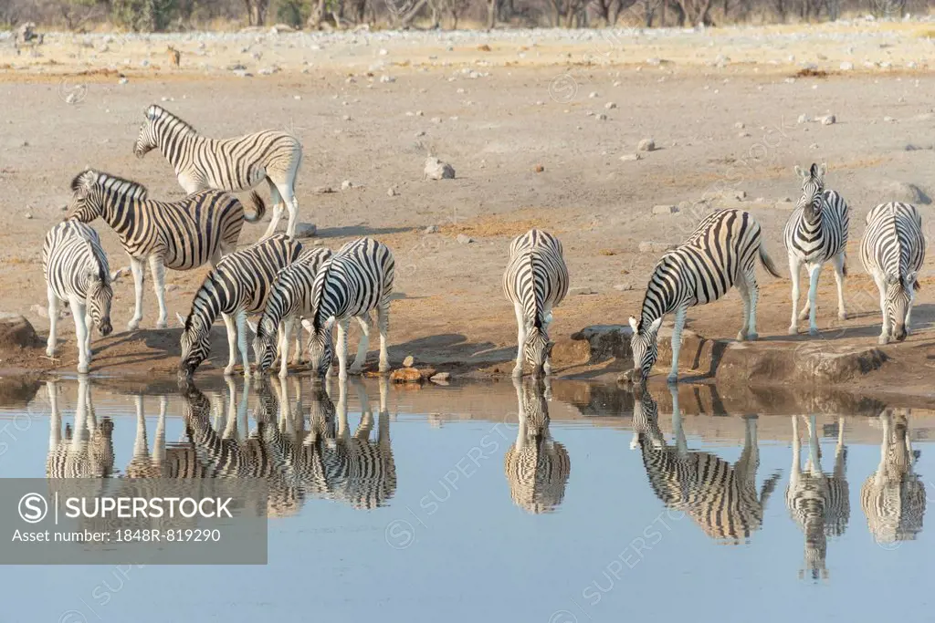 Zebra herd drinking, Burchell's zebras (Equus quagga burchellii), Chudop water hole, Etosha National Park, Namibia