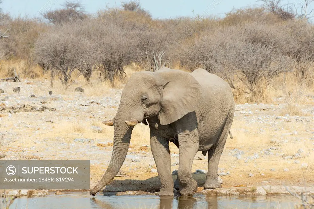 African Bush Elephant (Loxodonta africana), drinking, Koinachas Waterhole, Etosha National Park, Namibia