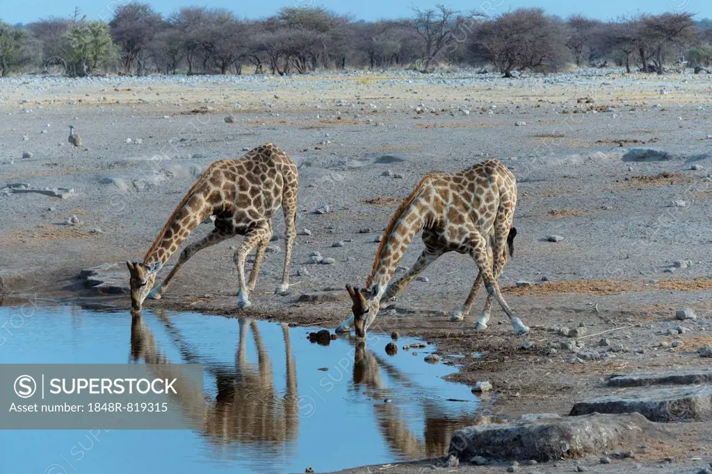 Two Giraffes (Giraffa camelopardis) drinking at the Chudop waterhole, Etosha National Park, Namibia