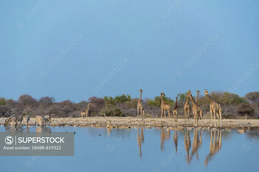 Giraffes (Giraffa camelopardis) Klein Namutoni waterhole, Etosha National Park, Namibia