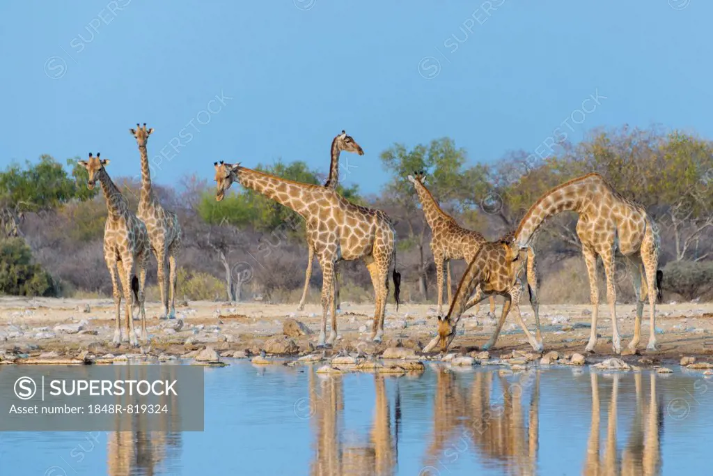 Giraffes (Giraffa camelopardis) at the Klein Namutoni waterhole, Etosha National Park, Namibia