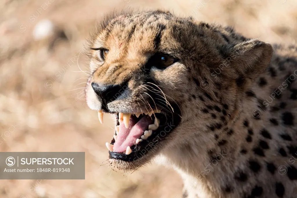 Cheetah (Acinonyx jubatus), Khomas, Namibia