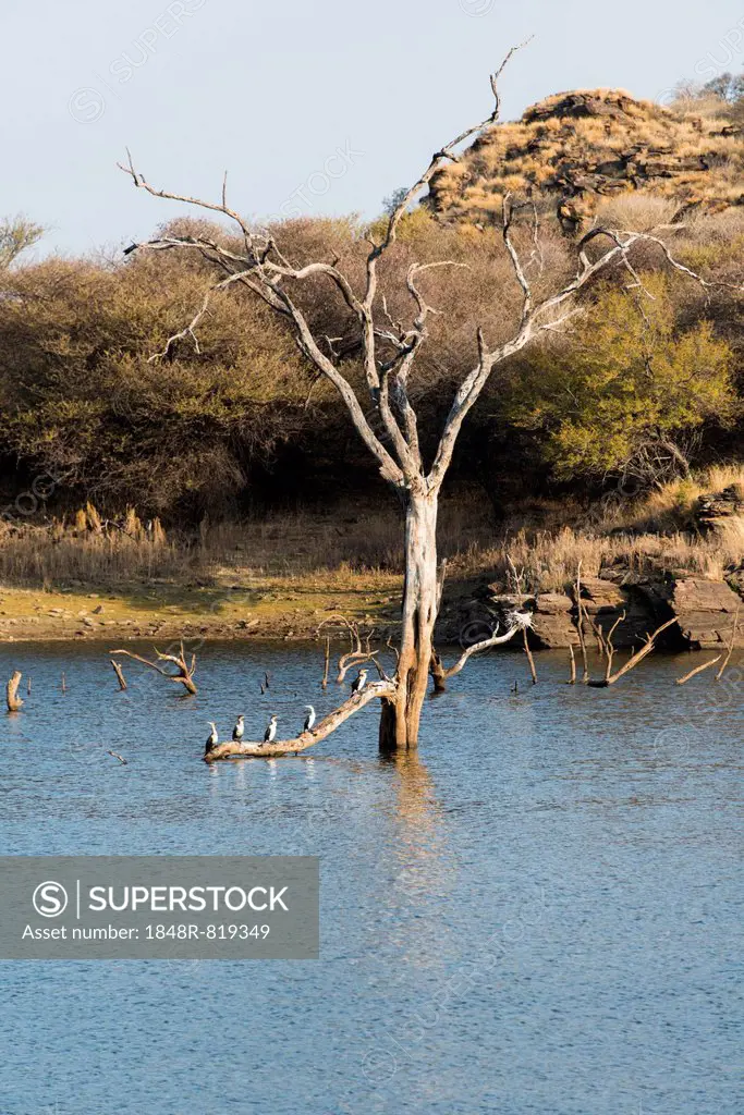 Tree in water, Andreas Damm, Khomas, Namibia