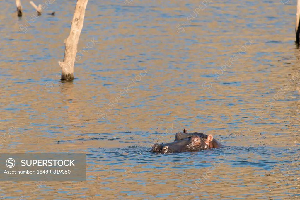 Hippopotamus (Hippopotamus amphibius), Andreas Damm, Khomas, Namibia