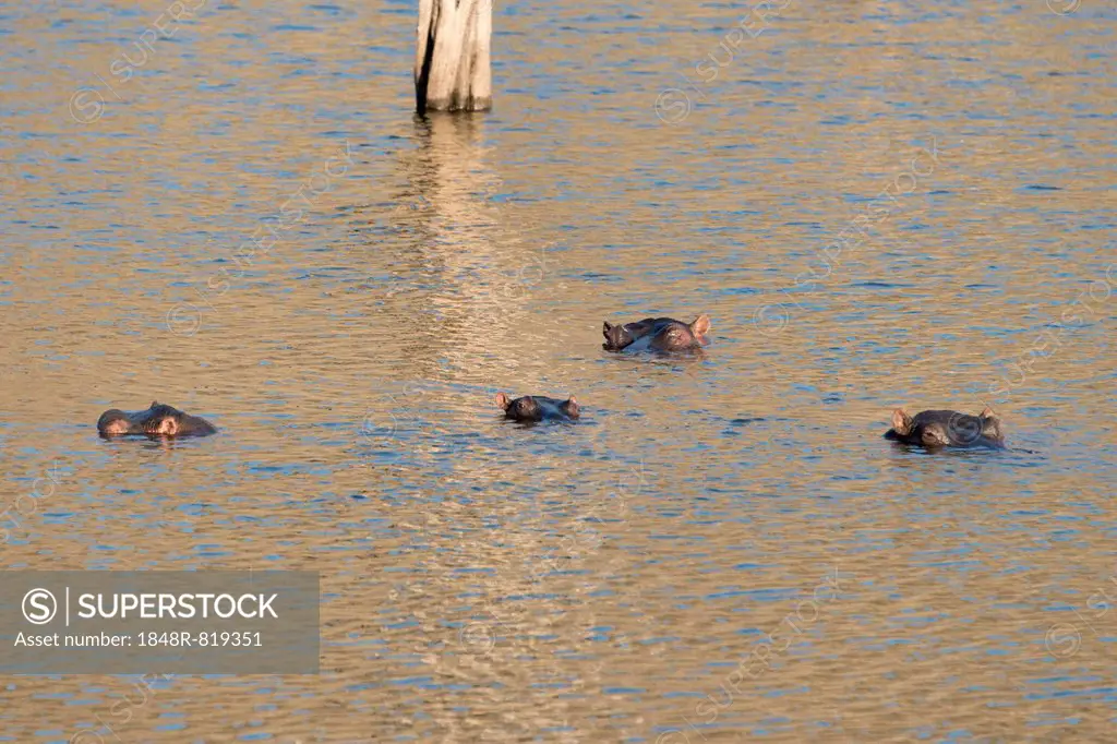 Hippos (Hippopotamus amphibius), Andreas Damm, Khomas, Namibia
