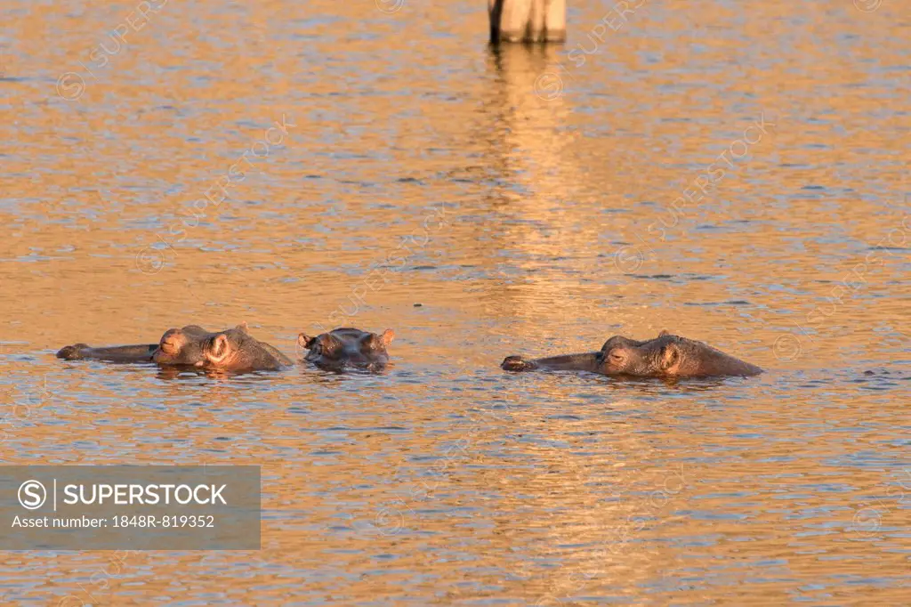 Hippos (Hippopotamus amphibius), Andreas Damm, Khomas, Namibia