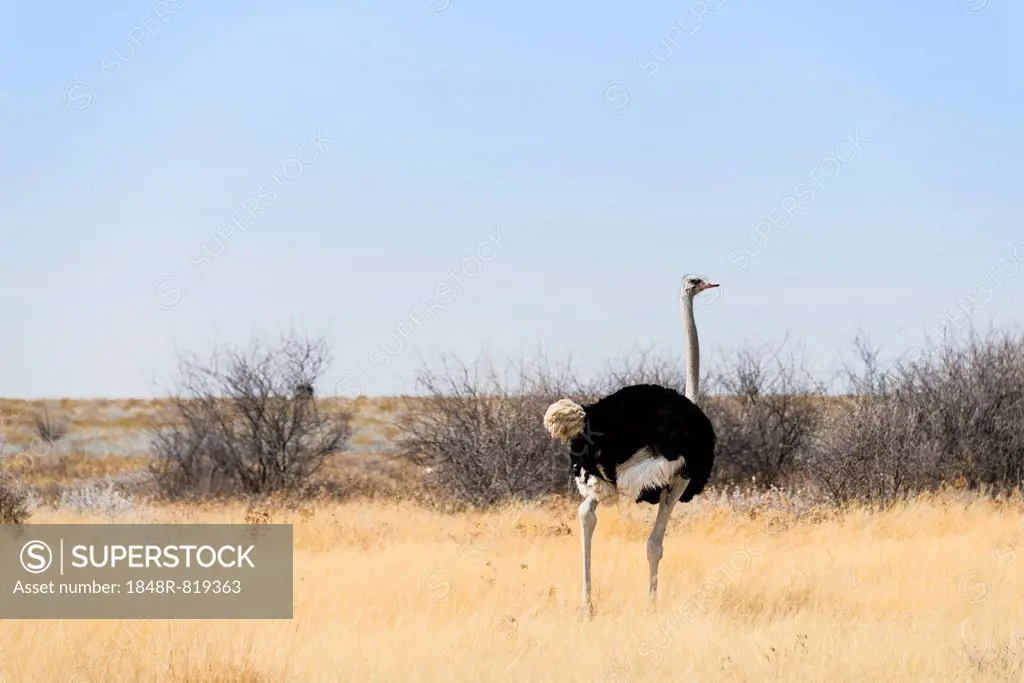 Ostrich (Struthio camelus), Etosha National Park, Namibia