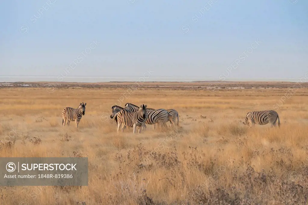 Plains Zebras or Burchell's Zebras (Equus burchelli), Etosha National Park, Namibia