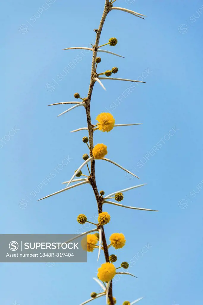Yellow flowers, Camel Thorn or Giraffe Thorn (Acacia erioloba), Etosha National Park, Namibia