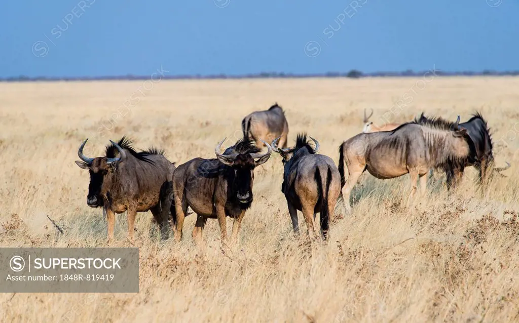 Herd of Blue Wildebeest on prairie grass (Connochaetes taurinus), Etosha National Park, Namibia