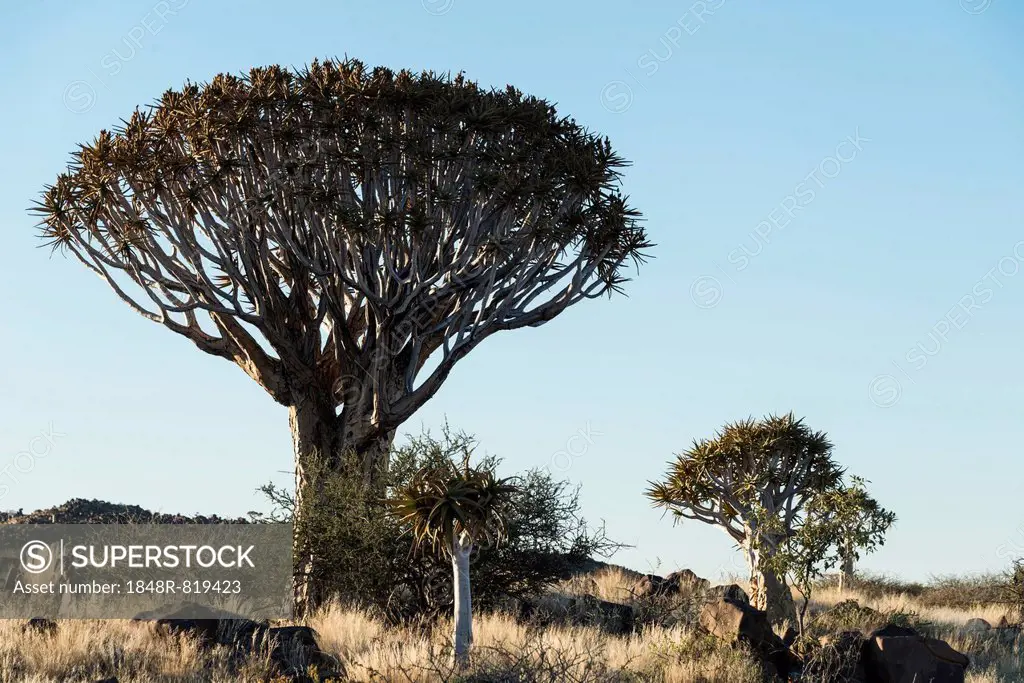 Quiver Trees or Kokerbaum (Aloe dichotoma), near Keetmanshoop, Namibia