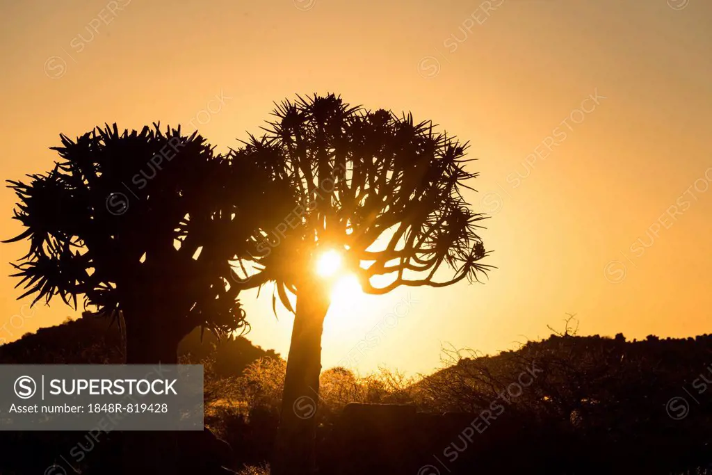 Quiver Trees or Kokerbaum (Aloe dichotoma), at sunset, near Keetmanshoop, Namibia