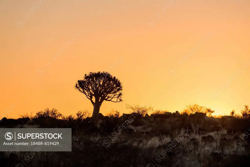 Quiver Tree or Kokerbaum (Aloe dichotoma), at sunset, near Keetmanshoop, Namibia