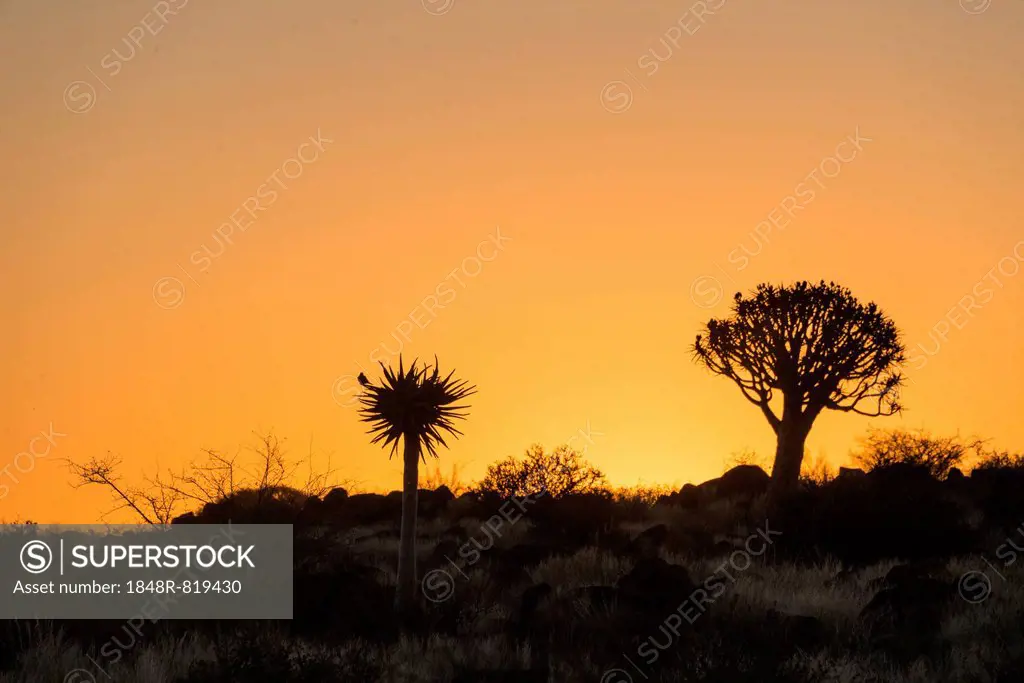 Quiver Trees or Kokerbaum (Aloe dichotoma), at sunset, near Keetmanshoop, Namibia