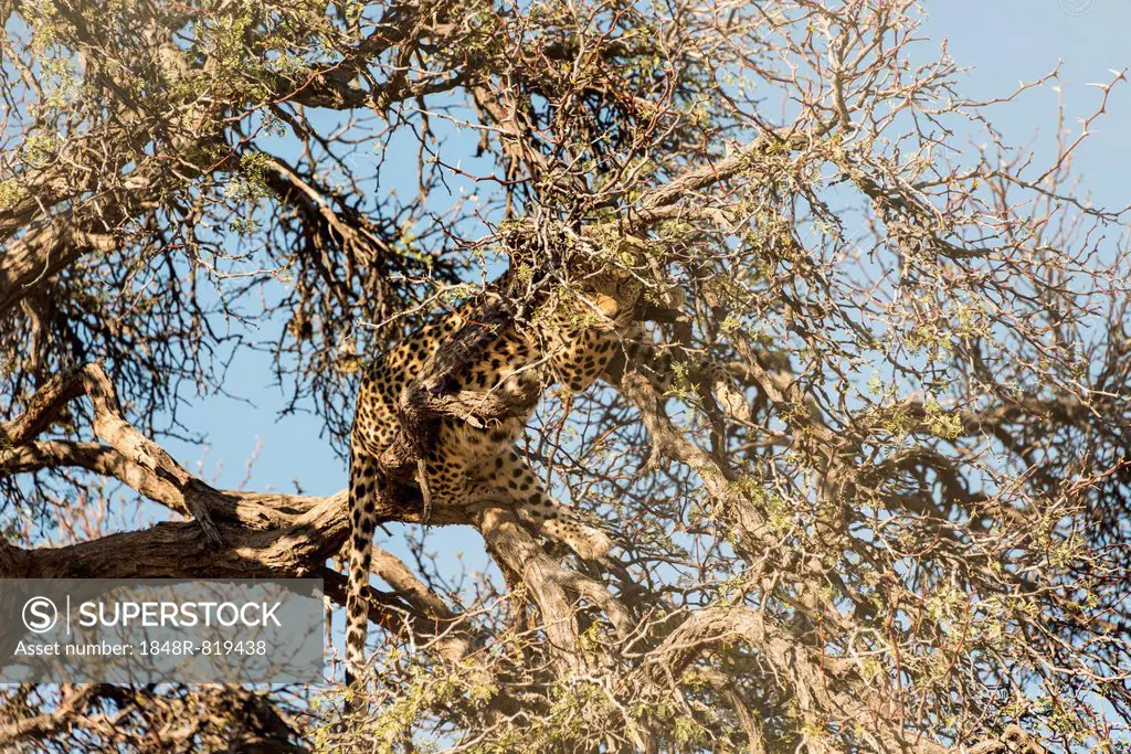 Leopard (Panthera pardus) perched on the tree, camoflaged, Namibia