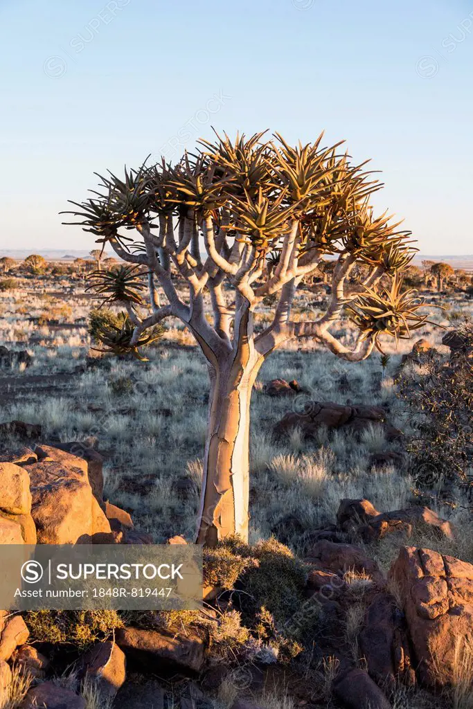 Quiver Tree or Kokerbaum (Aloe dichotoma), near Keetmanshoop, Namibia