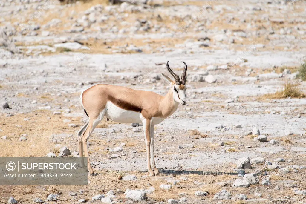 Springbok (Antidorcas marsupialis), Etosha National Park, Namibia