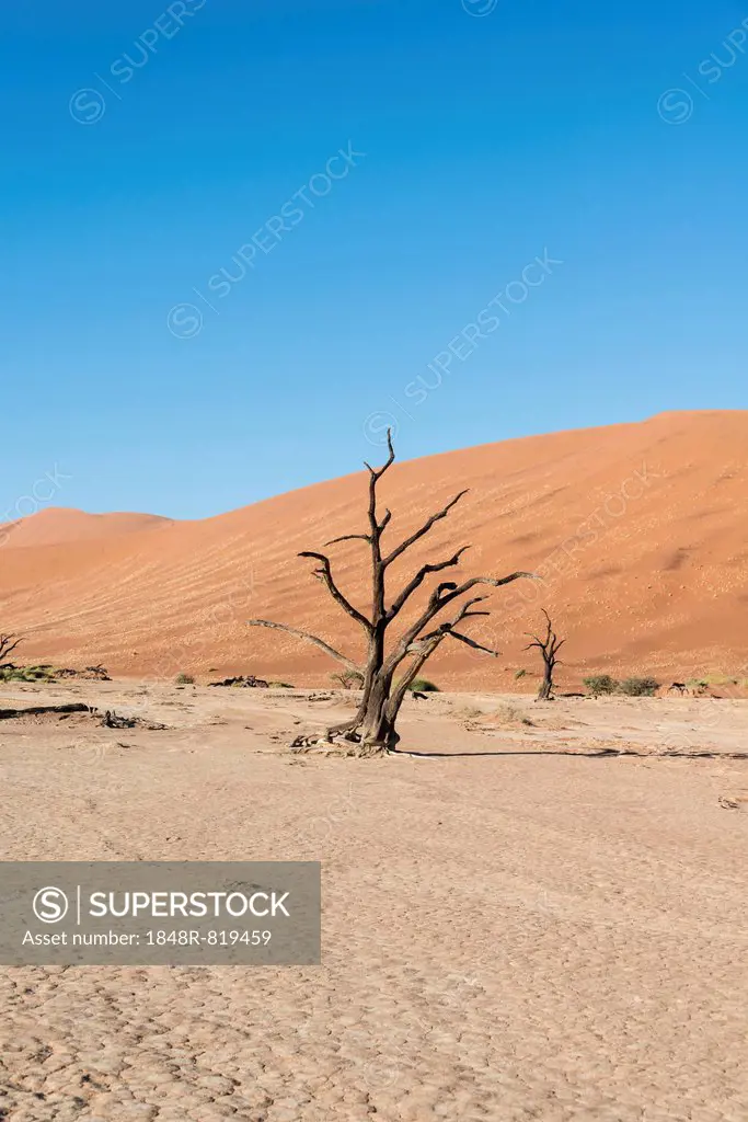 Dead tree in a dried-up salt and clay pan, Dead Pan, Sossusvlei, Namib Desert, Namibia