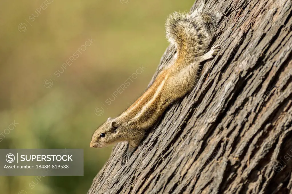 Chipmunk (Tamias), Keoladeo National Park, Rajasthan, India