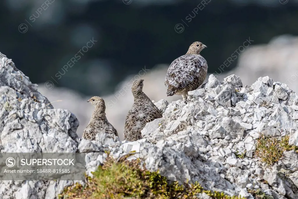 Rock Ptarmigan (Lagopus muta), Sandesbachtal, Tyrol, Austria
