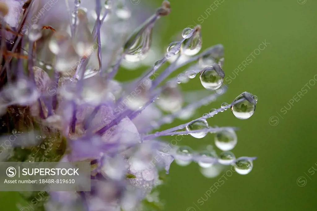 Dew drops on Scorpion-weed (Phacelia), North Rhine-Westphalia, Germany