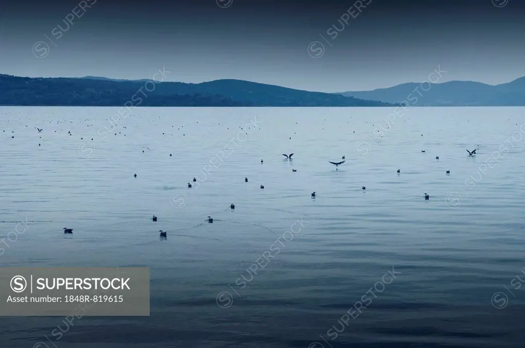 Lake Trasimeno or Lago Trasimeno with seagulls, Umbria, Italy