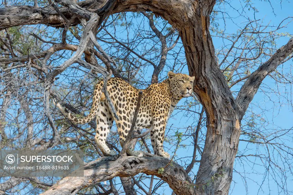 Leopard (Panthera pardus) in tree, Khomas, Namibia