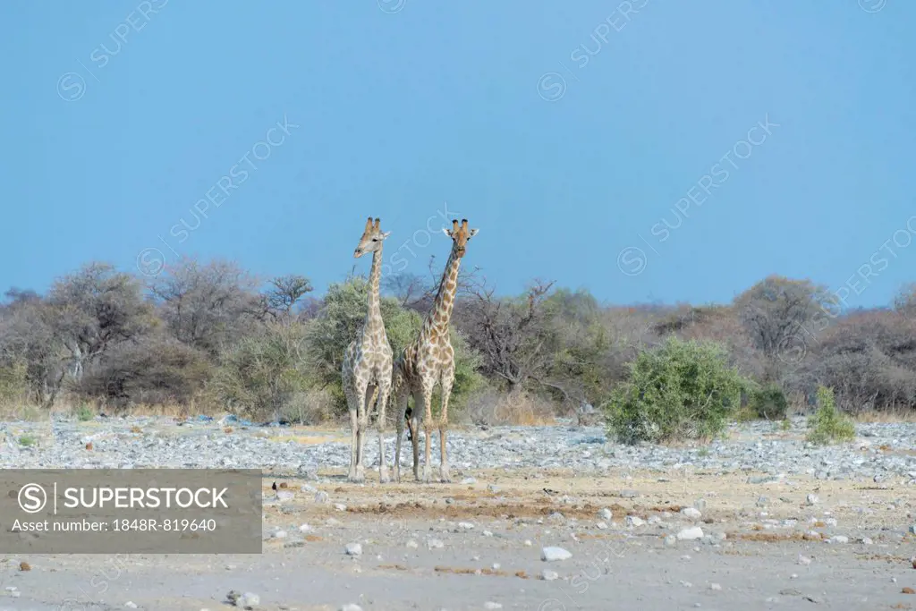 Two Giraffes (Giraffa camelopardis) standing side by side, Etosha National Park, Namibia